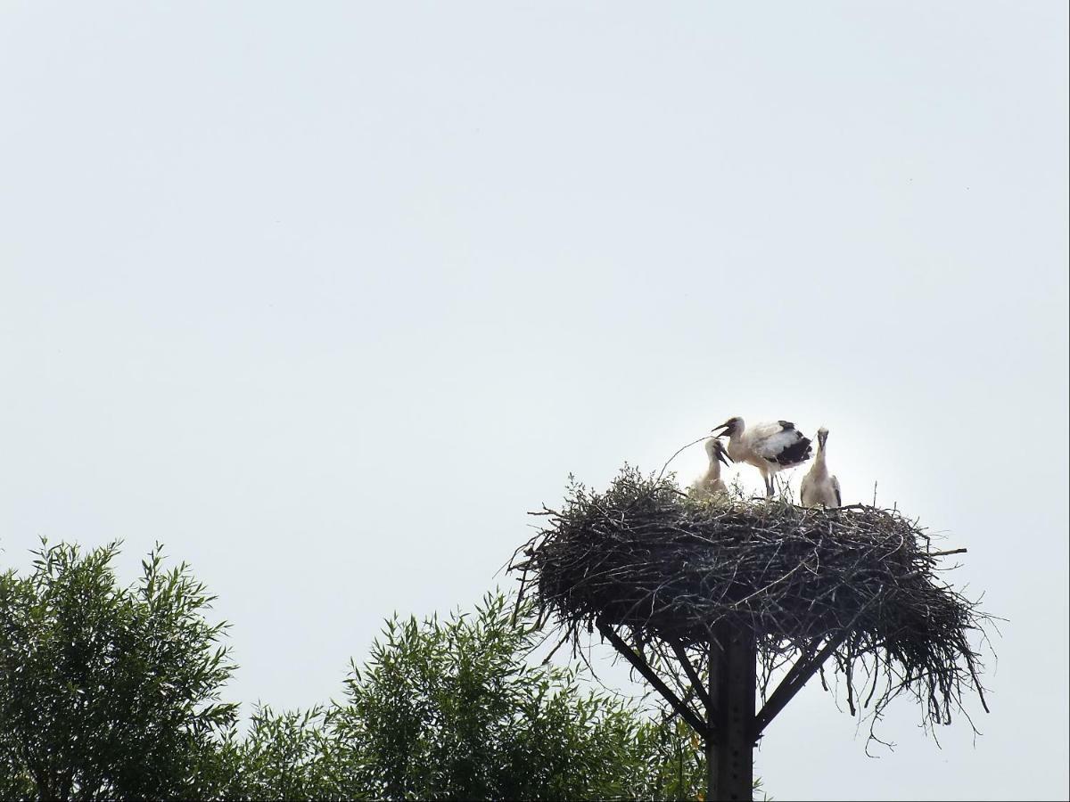 Pod Kogutem Farm stay Dziwnowek